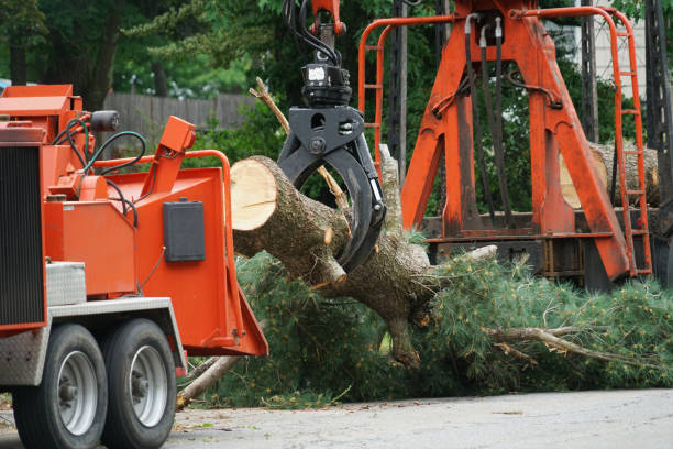 Best Tree Removal Near Me  in USA